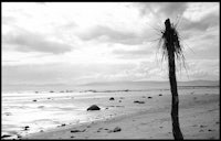 a black and white photo of a palm tree on a beach