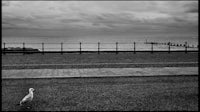 a black and white photo of a seagull on the beach